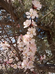 Prunus armeniaca