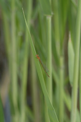 Ischnura asiatica