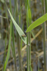 Helophilus continuus