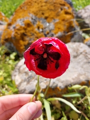 Papaver umbonatum
