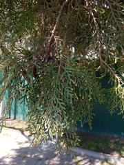 Platycladus orientalis