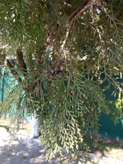 Platycladus orientalis