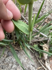 Asclepias speciosa