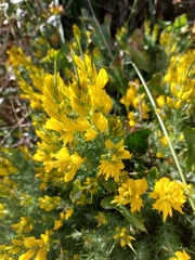 Ulex densus
