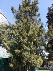 Platycladus orientalis