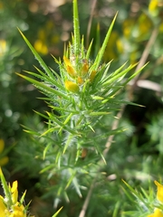 Ulex densus