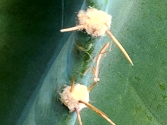 Schizomantodea