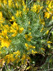 Ulex densus
