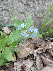 Brunnera sibirica