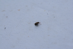Lignyodes enucleator