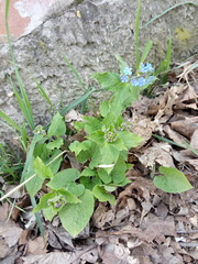 Brunnera sibirica