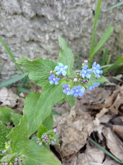 Brunnera sibirica