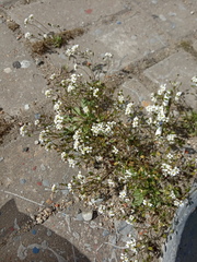 Draba verna