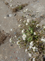 Draba verna