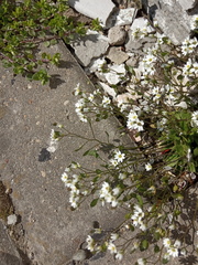 Draba verna