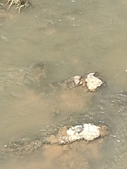 Pseudemys concinna concinna