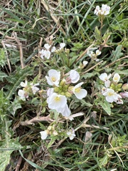 Diplotaxis erucoides