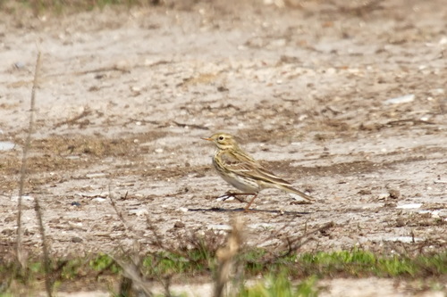 Tree Pipit (Anthus trivialis), photo 6