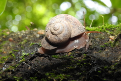 Cyclophorus martensianus
