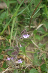 Glechoma