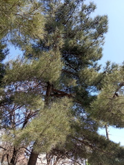Pinus nigra pallasiana