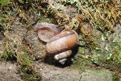 Cyclophorus martensianus