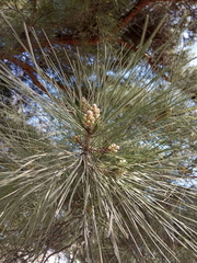 Pinus nigra pallasiana