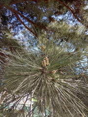 Pinus nigra pallasiana