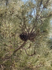 Pinus nigra pallasiana