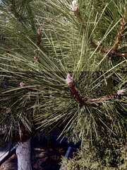 Pinus nigra pallasiana