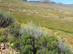 Helichrysum splendidum