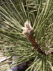 Pinus nigra pallasiana