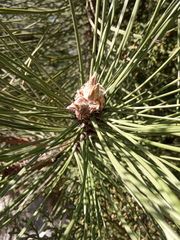 Pinus nigra pallasiana