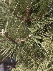 Pinus nigra pallasiana