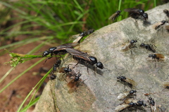 Camponotus japonicus
