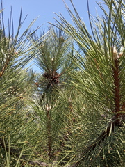 Pinus nigra pallasiana