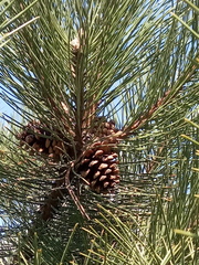 Pinus nigra pallasiana
