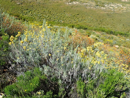 Image of Helichrysum splendidum by no rights reserved