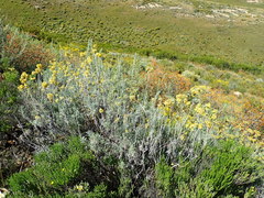 Helichrysum splendidum