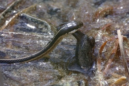 Common Ribbonsnake