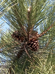 Pinus nigra pallasiana