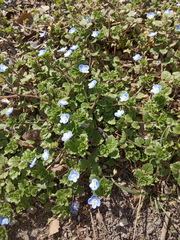 Veronica persica