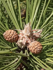 Pinus nigra pallasiana