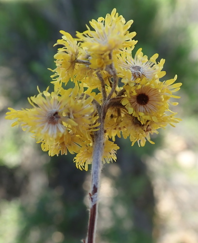 Image of Helichrysum splendidum by no rights reserved