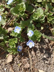 Veronica persica