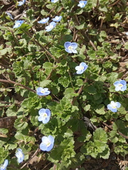 Veronica persica