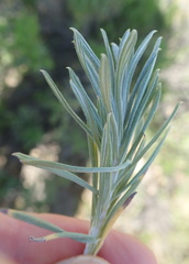 Helichrysum splendidum
