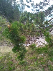 Pinus uncinata