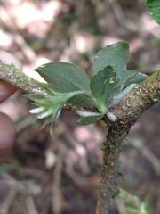 Eurystyles cogniauxii