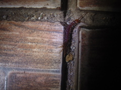 Lithobiomorpha